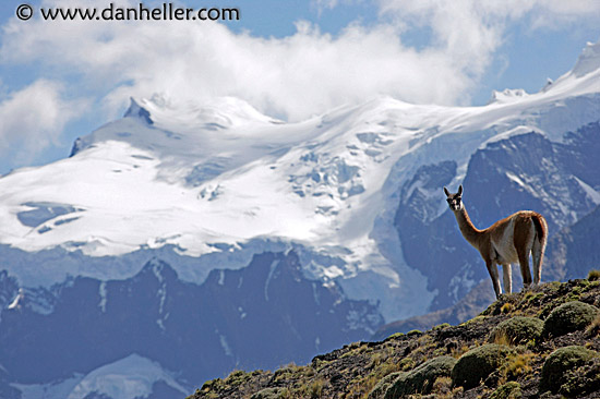 lone-guanaco-09.jpg