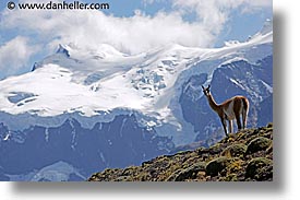 animals, guanaco, horizontal, latin america, lone, patagonia, photograph