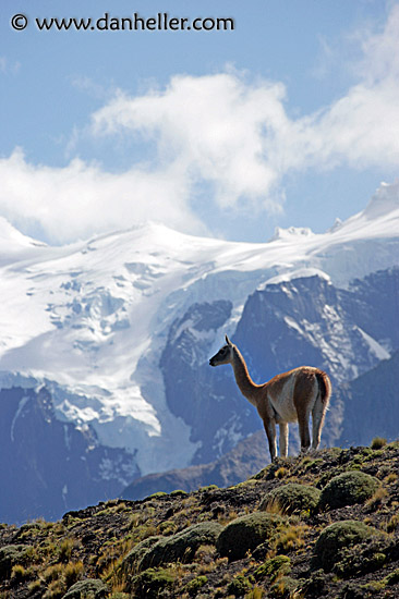 lone-guanaco-10.jpg