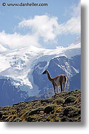 images/LatinAmerica/Patagonia/Animals/Guanaco/lone-guanaco-10.jpg