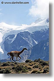 animals, guanaco, latin america, lone, patagonia, vertical, photograph