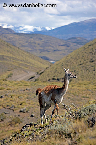 lone-guanaco-12.jpg