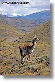images/LatinAmerica/Patagonia/Animals/Guanaco/lone-guanaco-12.jpg
