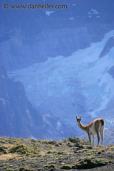 lone-guanaco-13.jpg