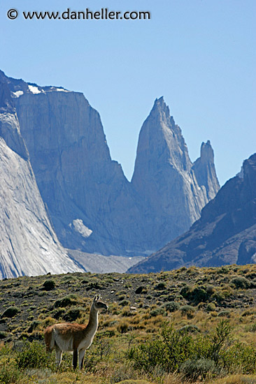 lone-guanaco-14.jpg