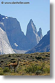 images/LatinAmerica/Patagonia/Animals/Guanaco/lone-guanaco-14.jpg