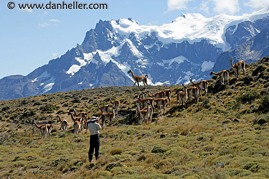 photo-guanaco-1.jpg