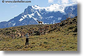 images/LatinAmerica/Patagonia/Animals/Guanaco/photo-guanaco-1.jpg