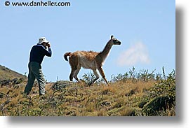 animals, guanaco, horizontal, latin america, patagonia, photograph