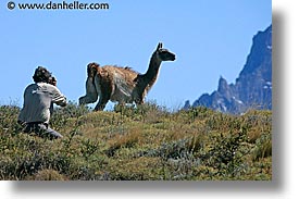 images/LatinAmerica/Patagonia/Animals/Guanaco/photo-guanaco-3.jpg