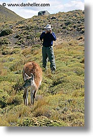 images/LatinAmerica/Patagonia/Animals/Guanaco/photo-guanaco-4.jpg