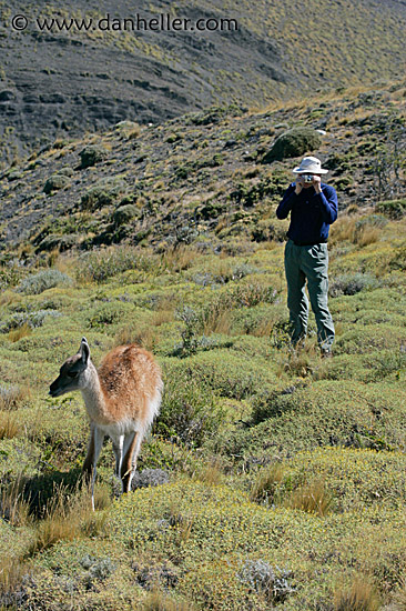 photo-guanaco-5.jpg