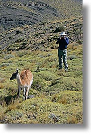 images/LatinAmerica/Patagonia/Animals/Guanaco/photo-guanaco-5.jpg