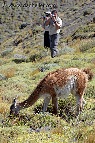 photo-guanaco-6.jpg