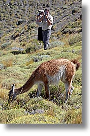animals, guanaco, latin america, patagonia, vertical, photograph