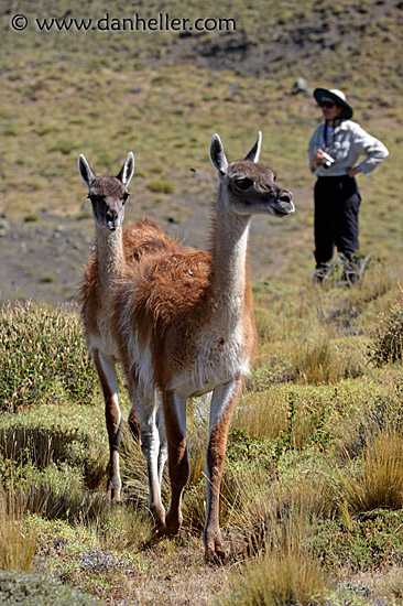 photo-guanaco-7.jpg