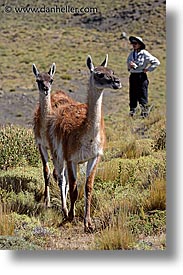 images/LatinAmerica/Patagonia/Animals/Guanaco/photo-guanaco-7.jpg