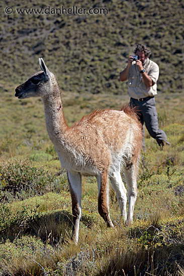 photo-guanaco-8.jpg