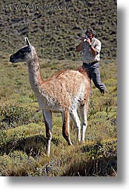 images/LatinAmerica/Patagonia/Animals/Guanaco/photo-guanaco-8.jpg