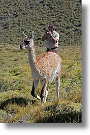images/LatinAmerica/Patagonia/Animals/Guanaco/photo-guanaco-9.jpg