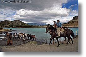 animals, horizontal, horses, latin america, patagonia, photograph