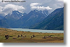 animals, horizontal, horses, latin america, mountains, patagonia, photograph