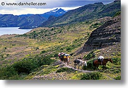 animals, horizontal, horses, latin america, pack, patagonia, photograph