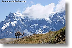 images/LatinAmerica/Patagonia/Animals/LesserRhea/lesser-rhea-01.jpg