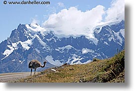 animals, horizontal, latin america, lesser, lesser rhea, patagonia, rhea, photograph