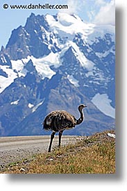 images/LatinAmerica/Patagonia/Animals/LesserRhea/lesser-rhea-02.jpg