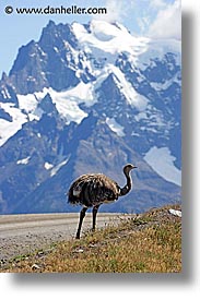 animals, latin america, lesser, lesser rhea, patagonia, rhea, vertical, photograph