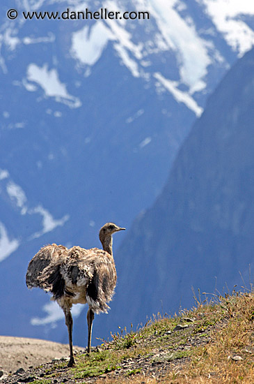 lesser-rhea-03.jpg