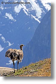 images/LatinAmerica/Patagonia/Animals/LesserRhea/lesser-rhea-03.jpg