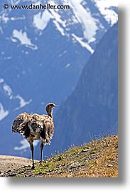 animals, latin america, lesser, lesser rhea, patagonia, rhea, vertical, photograph