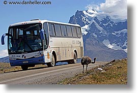 animals, horizontal, latin america, lesser, lesser rhea, patagonia, rhea, photograph