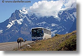 animals, horizontal, latin america, lesser, lesser rhea, patagonia, rhea, photograph