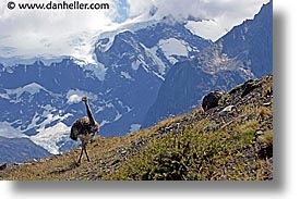 animals, horizontal, latin america, lesser, lesser rhea, patagonia, rhea, photograph