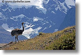 animals, horizontal, latin america, lesser, lesser rhea, patagonia, rhea, photograph