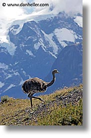 animals, latin america, lesser, lesser rhea, patagonia, rhea, vertical, photograph