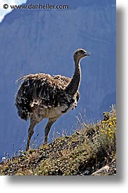 animals, latin america, lesser, lesser rhea, patagonia, rhea, vertical, photograph