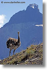 images/LatinAmerica/Patagonia/Animals/LesserRhea/lesser-rhea-10.jpg