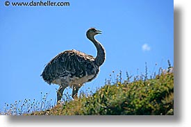 animals, horizontal, latin america, lesser, lesser rhea, patagonia, rhea, photograph