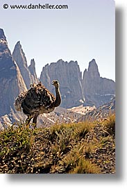 animals, latin america, lesser, lesser rhea, patagonia, rhea, vertical, photograph