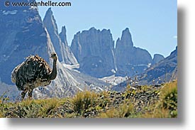 images/LatinAmerica/Patagonia/Animals/LesserRhea/lesser-rhea-12c.jpg
