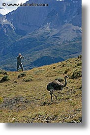 images/LatinAmerica/Patagonia/Animals/LesserRhea/vic-shooting-rhea-1.jpg