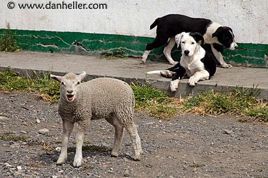 sheep-n-dogs.jpg