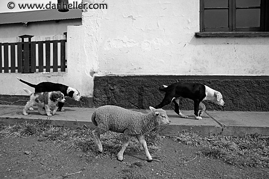 sheep-n-dogs-bw.jpg