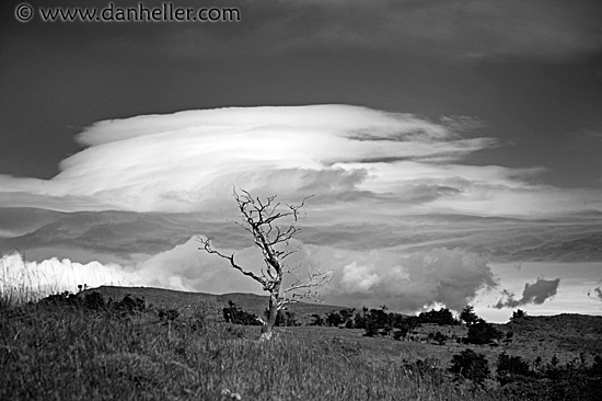 tree-n-clouds-bw.jpg