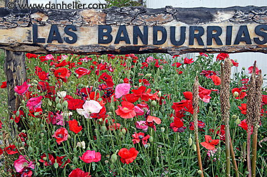 las-bandurrias-flowers.jpg