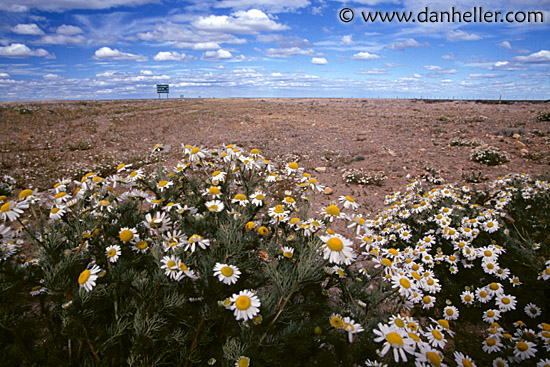 daisy-field.jpg